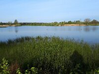 NL, Noord-Brabant, Cranendonck, Gastelsche Heide (Oude Strijper Aa) 27, Saxifraga-Tom Heijnen