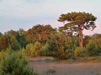 NL, Noord-Brabant, Cranendonck, Groote Heide 24, Saxifraga-Tom Heijnen