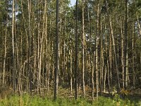 NL, Noord-Brabant, Cranendonck, Hugterheide 10, Saxifraga-Jan van der Straaten