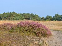 NL, Noord-Brabant, Cranendonck, Kranenveld 19, Saxifraga-Tom Heijnen