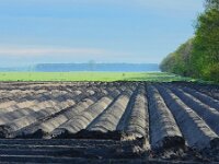 NL, Noord-Brabant, Cranendonck, near Soerendonk 3, Saxifraga-Tom Heijnen