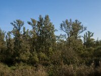 NL, Noord-Brabant, Drimmelen, Doktershoek 3, Saxifraga-Jan van der Straaten