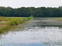 NL, Noord-Brabant, Eersel, Houtven 2, Saxifraga-Tom Heijnen