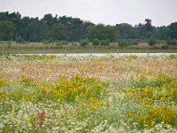 NL, Noord-Brabant, Eersel, Landschotse Heide 4, Saxifraga-Tom Heijnen