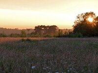NL, Noord-Brabant, Eersel, Landschotse Heide 5, Saxifraga-Tom Heijnen