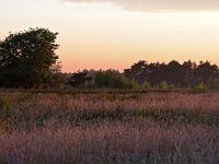 NL, Noord-Brabant, Eersel, Landschotse Heide 6, Saxifraga-Tom Heijnen