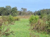 NL, Noord-Brabant, Eersel, Landschotse Heide 8, Saxifraga-Tom Heijnen