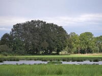 NL, Noord-Brabant, Eersel, Spekdonken 15, Saxifraga-Tom Heijnen