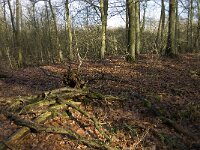 NL, Noord-Brabant, Eindhoven, De Bogten 5, Saxifraga-Jan van der Straaten