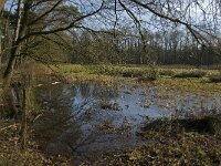 NL, Noord-Brabant, Eindhoven, Lage Heide 11, Saxifraga-Jan van der Straaten