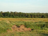 NL, Noord-Brabant, Gilze en Rijen, Ossegoor 4, Saxifraga-Willem van Kruijsbergen