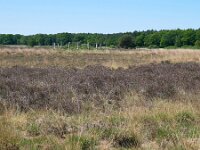NL, Netherlands, Goirle, Regte Heide 2, Saxifraga-Tom Heijnen