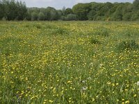 NL, Noord-Brabant, Goirle, De Hoevens 2, Saxifraga-Willem van Kruijsbergen
