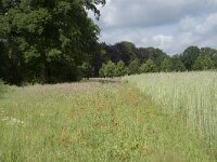 NL, Noord-Brabant, Goirle, De Hoevens 4, Saxifraga-Willem van Kruijsbergen