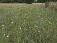 NL, Noord-Brabant, Goirle, Landgoed De Hoevens 114, Saxifraga-Willem van Kruijsbergen