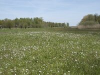 NL, Noord-Brabant, Goirle, Landgoed De Hoevens 9, Saxifraga-Willem van Kruijsbergen