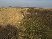 NL, Noord-Brabant, Goirle, Regte Heide 24, Saxifraga-Jan van der Straaten