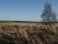 NL, Noord-Brabant, Goirle, Regte Heide 64, Saxifraga-Marijke Verhagen