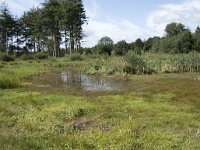 NL, Noord-Brabant, Goirle, Regte Heide 67, Saxifraga-Willem van Kruijsbergen