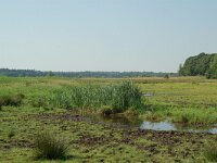 NL, Noord-Brabant, Goirle, Riels Laag 5, Saxifraga-Willem van Kruijsbergen