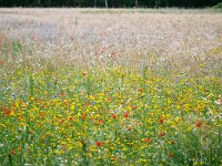 NL, Noord-Brabant, Heeze-Leende, E of Strabrecht 2, Saxifraga-Tom Heijnen