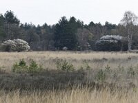 NL, Noord-Brabant, Heeze-Leende, Meelakkers 1, Saxifraga-Tom Heijnen