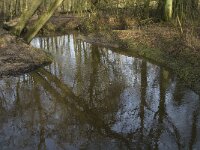 NL, Noord-Brabant, Heeze-Leende, Sterkselsche Aa, Herbertusbossen 11, Saxifraga-Jan van der Straaten