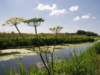 NL, Noord-Brabant, Helmond, Vleutloop 2, Saxifraga-Foto Fitis-Sytske Dijksen