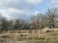 NL, Noord-Brabant, Heusden, Loonse en Drunense Duinen 130, Saxifraga-Willem van Kruijsbergen