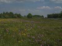 NL, Noord-Brabant, Land van Cuijk, De Vilt 3, Saxifraga-Jan van der Straaten
