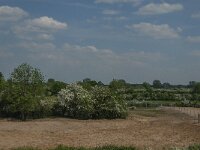NL, Noord-Brabant, Land van Cuijk, Oeffelter Meent 31, Saxifraga-Jan van der Straaten
