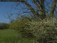 NL, Noord-Brabant, Land van Cuijk, Zoetepasweiden 14, Saxifraga-Jan van der Straaten