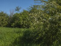 NL, Noord-Brabant, Land van Cuijk, Zoetepasweiden 15, Saxifraga-Jan van der Straaten