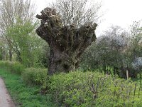 NL, Noord-Brabant, Land van Cuijk, Zoetepasweiden 35, Saxifraga-Hans Boll