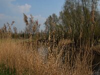 NL, Noord-Brabant, Meierijstad, Bobbenagelse Brug 2, Saxifraga-Jan van der Straaten