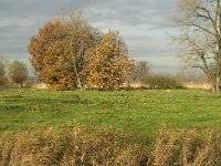 NL, Noord-Brabant, Meierijstad, Laageinde, Dommel 4, Saxifraga-Jan van der Straaten