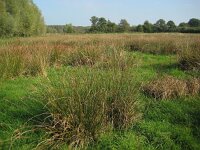 NL, Noord-Brabant, Meierijstad, Nijnsel, Dommelbeemden 4, Saxifraga-Henk Sierdsema