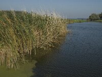 NL, Noord-Brabant, Moerdijk, Tonnekreek 4, Saxifraga-Jan van der Straaten