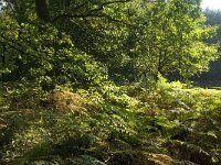 NL, Noord-Brabant, Oirschot, Baest 3, Saxifraga-Jan van der Straaten