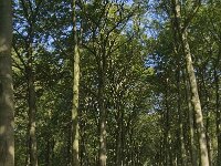 NL, Noord-Brabant, Oirschot, Baest 8, Saxifraga-Jan van der Straaten