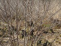 NL, Noord-Brabant, Oirschot, De Woekens 22, Saxifraga-Jan van der Straaten