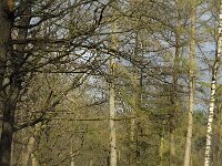 NL, Noord-Brabant, Oirschot, De Zwarte Voorten 4, Saxifraga-Marijke Verhagen