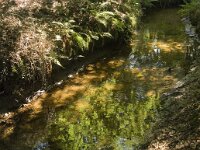 NL, Noord-Brabant, Oirschot, Kleine Beerze 16, Saxifraga-Jan van der Straaten