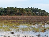 NL, Noord-Brabant, Oirschot, Landschotse Heide 22, Saxifraga-Tom Heijnen