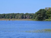 NL, Noord-Brabant, Oirschot, Withollandven in Landschotse Heide 5, Saxifraga-Tom Heijnen