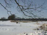 NL, Noord-Brabant, Oisterwijk, Winkelsven 26, Saxifraga-Marijke Verhagen