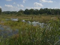 NL, Noord-Brabant, Oisterwijk, Winkelsven 38, Saxifraga-Marijke Verhagen