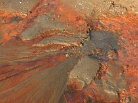 NL, Noord-Brabant, Oss, Keent 43, Saxifraga-Hans Boll