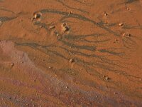 NL, Noord-Brabant, Oss, Keent 68, Saxifraga-Hans Boll