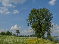 NL, Noord-Brabant, Oss, Middelwaard 7, Saxifraga-Jan van der Straaten